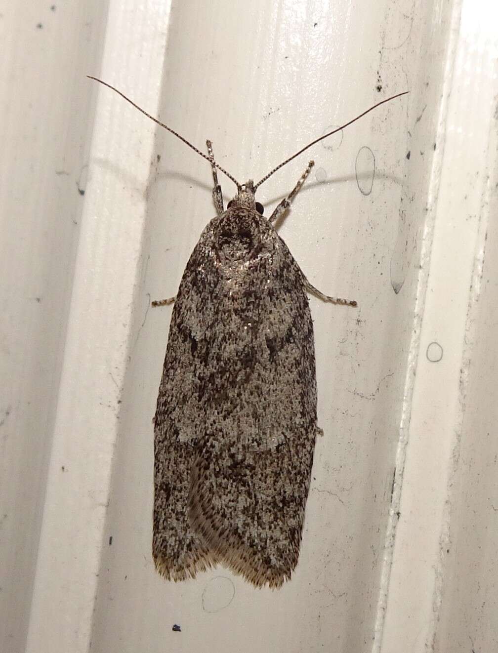 Image of Dull Flatbody Moth