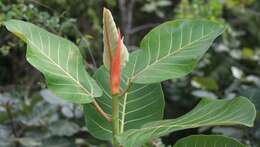 Ficus trichopoda Bak.的圖片