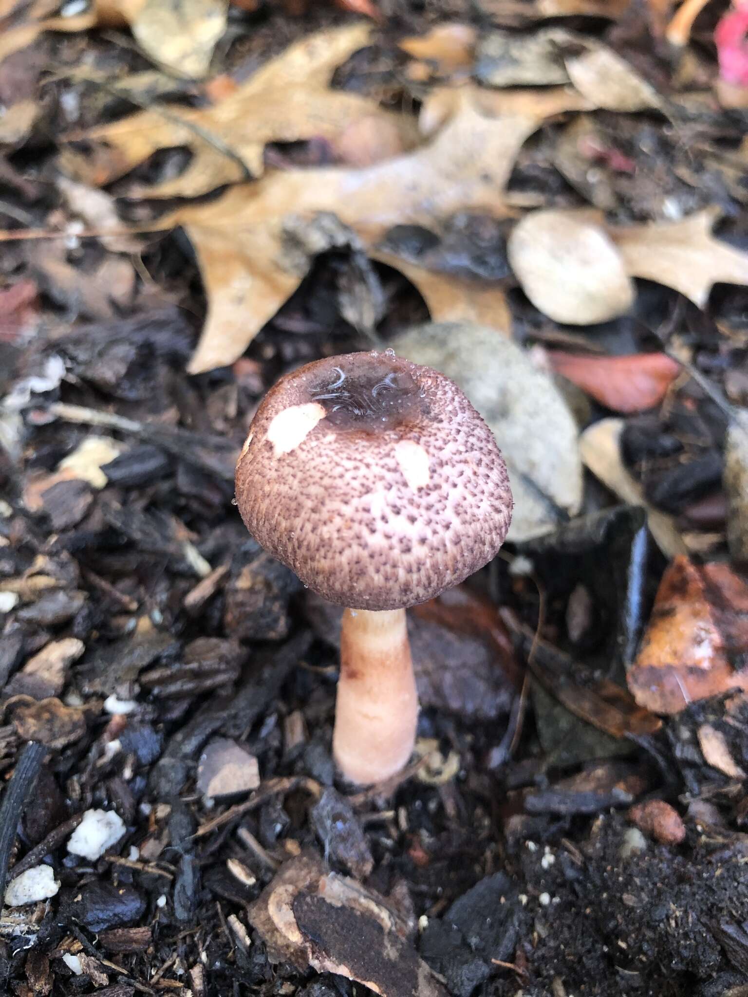 Image of Lepiota decorata Zeller 1929