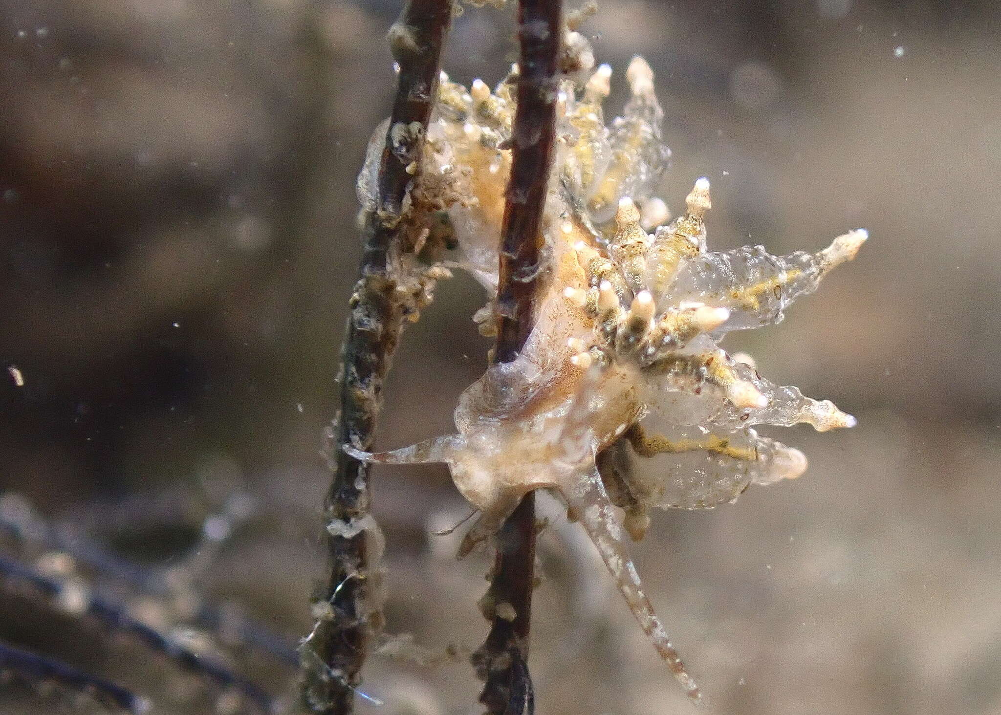 Image de Eubranchus ocellatus (Alder & Hancock 1864)