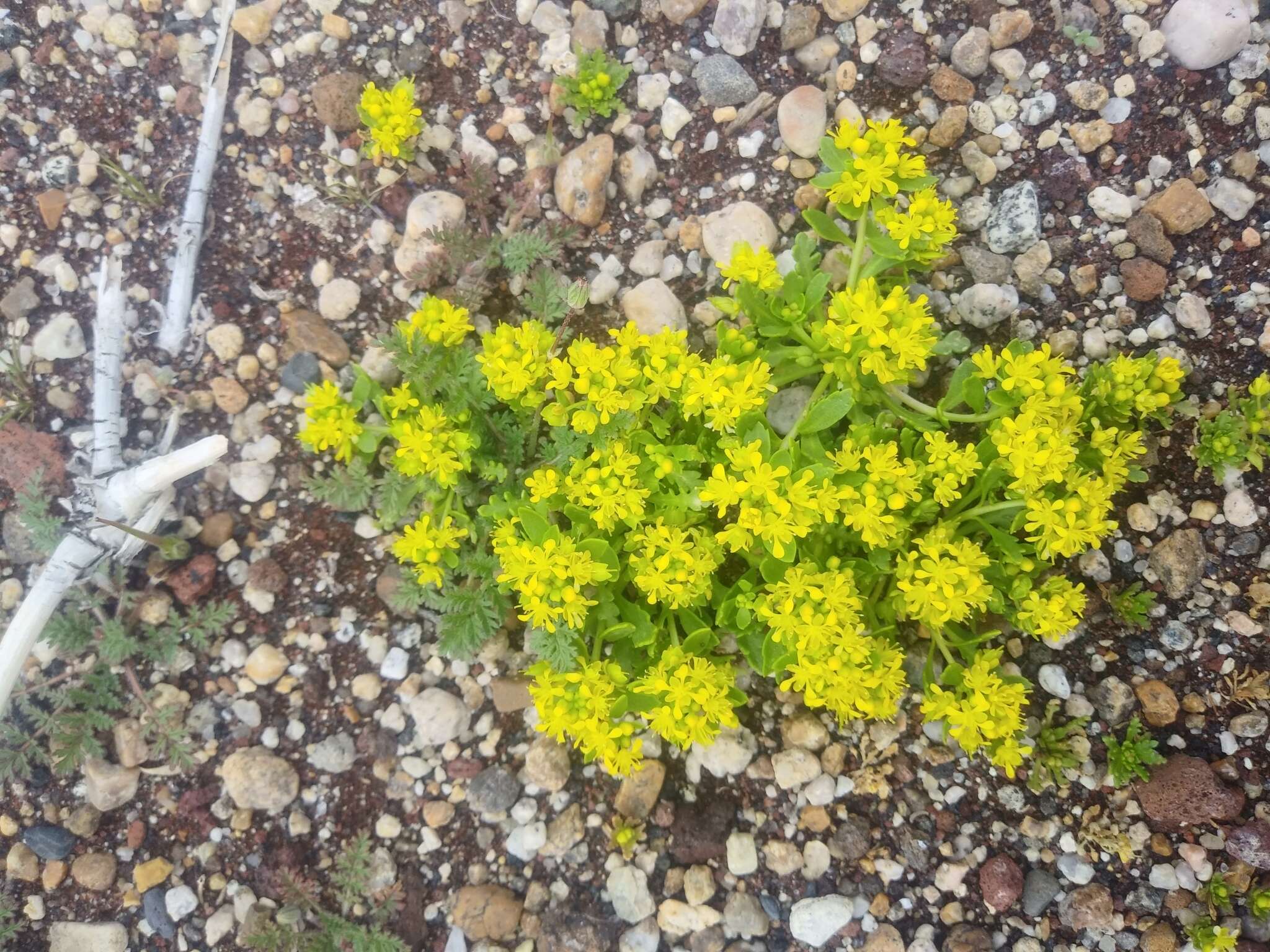 Image of yellow pepperweed