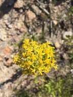 Image of Wright's goldenrod