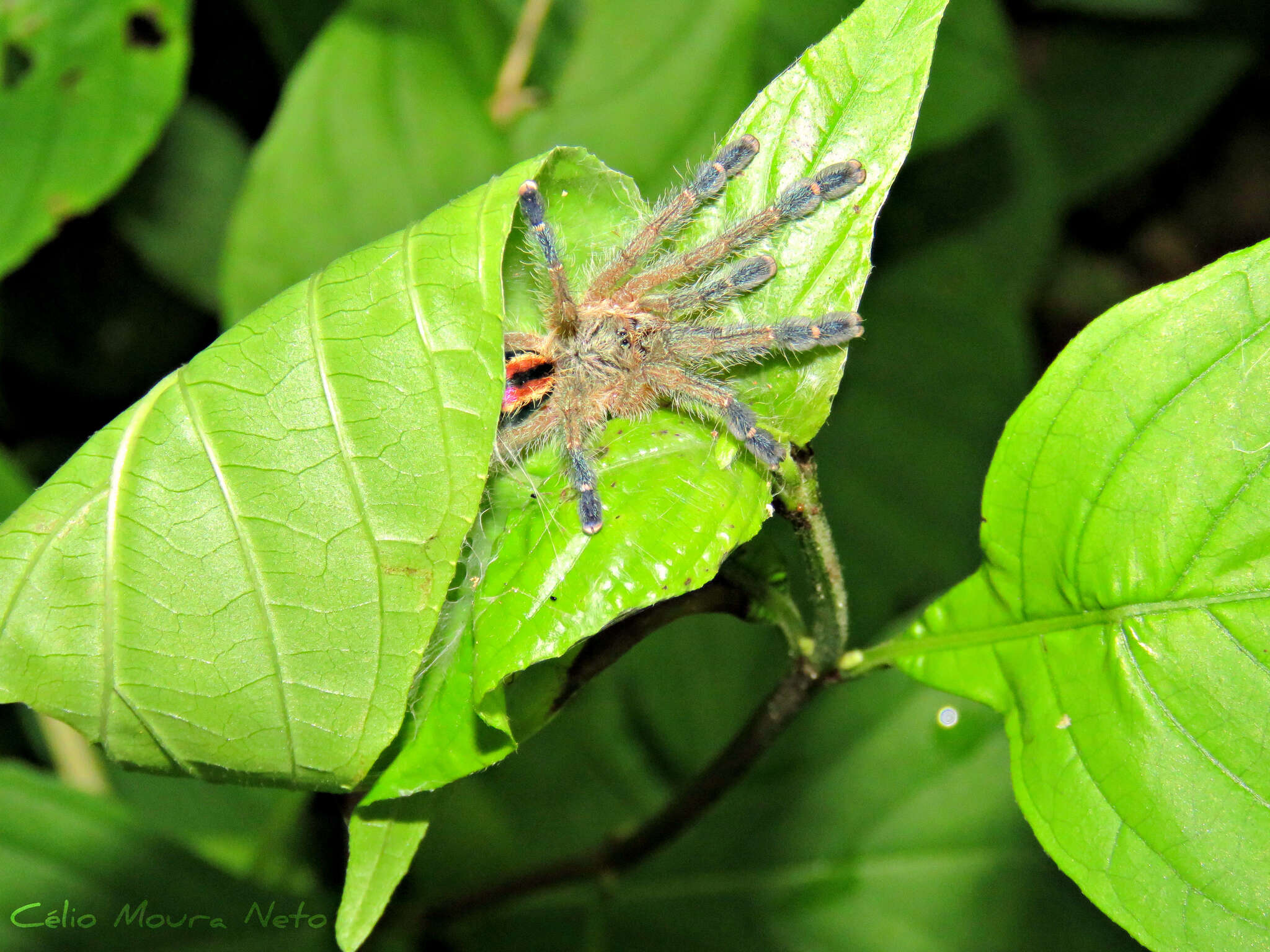 Image of Amazon Ribbed Spider