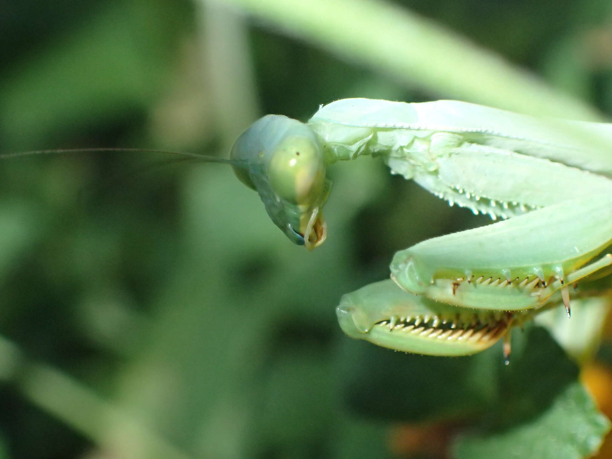 Image de Stagmomantis limbata Hahn 1835