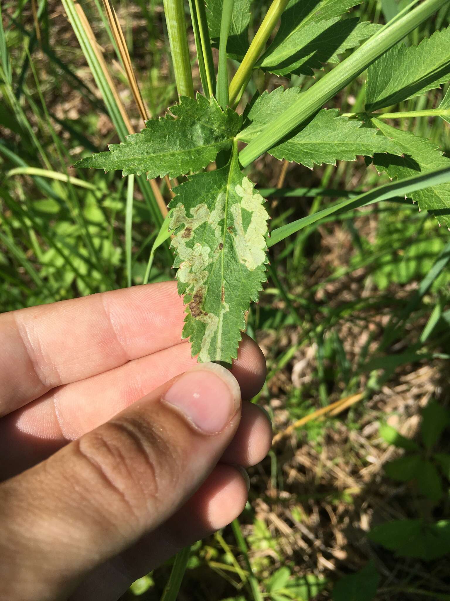 Image of Phytomyza ziziae Eiseman & Lonsdale 2018