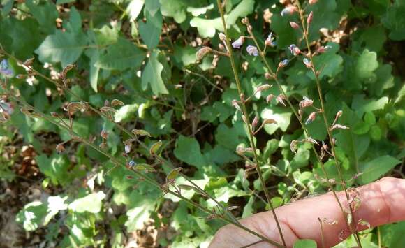 Image of hairy small-leaf ticktrefoil