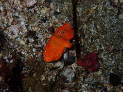 Image of Butterfly crab