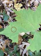 Image of Grape Powdery Mildew