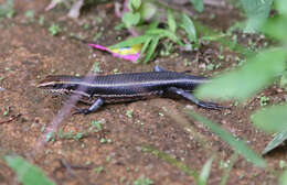 Imagem de Eutropis greeri Batuwita 2016