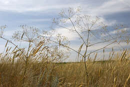 Image of Eriosynaphe longifolia (Fisch. ex Spreng.) DC.