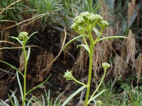 Plancia ëd Encelia stenophylla Greene