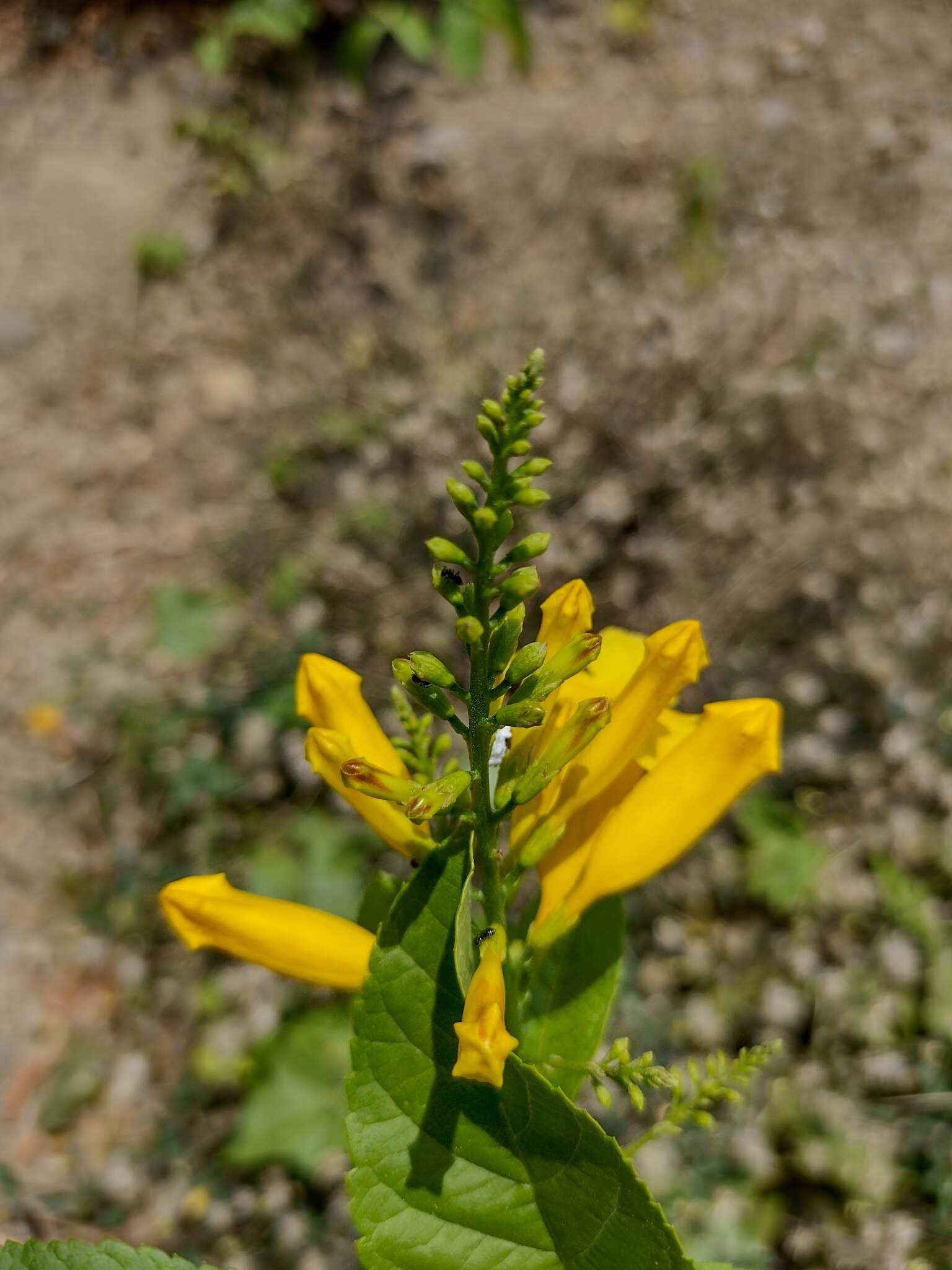 Image of chestnutleaf trumpetbush