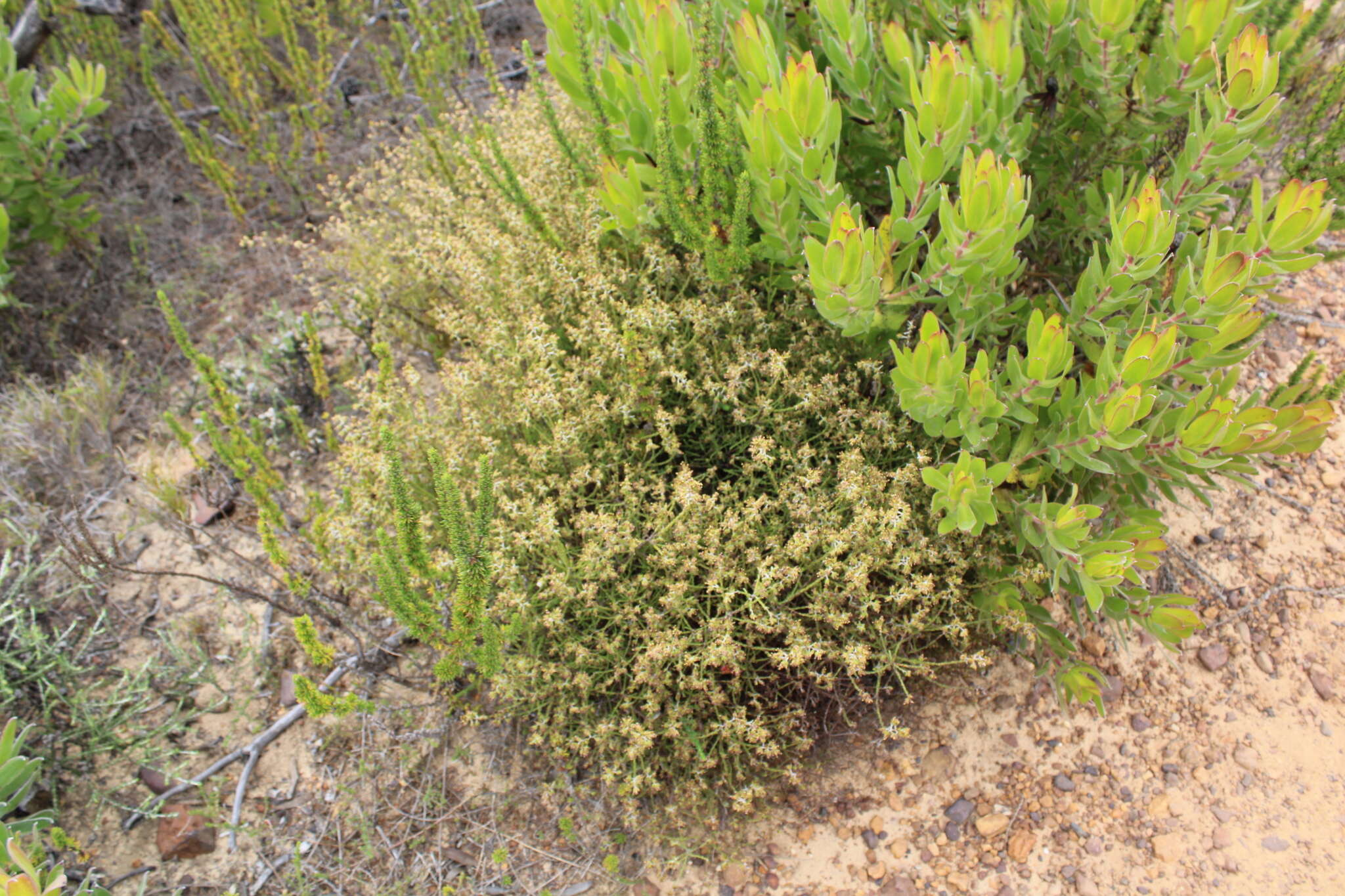 Imagem de Elytropappus gnaphaloides (L. fil.) Levyns