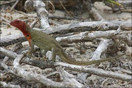 Imagem de Microlophus delanonis (Baur 1890)