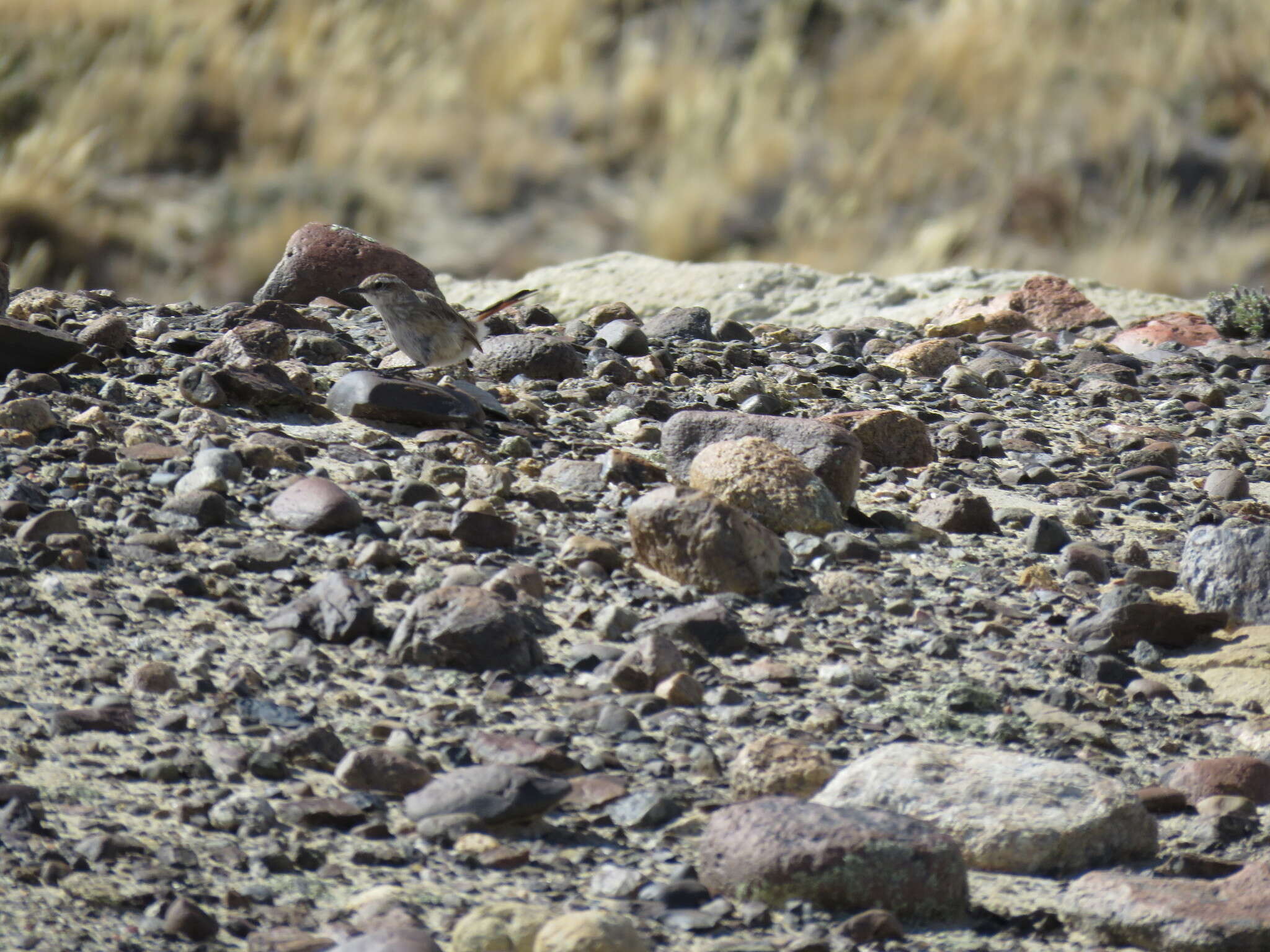 Image of Band-tailed Earthcreeper