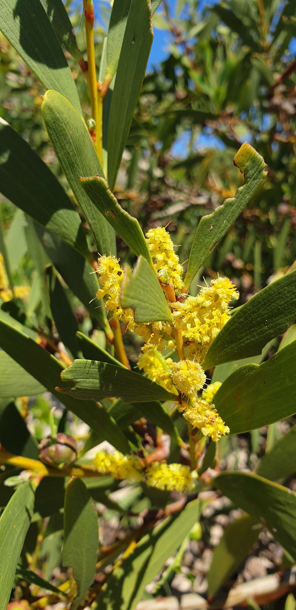 Imagem de Acacia longifolia subsp. sophorae (Labill.) Court