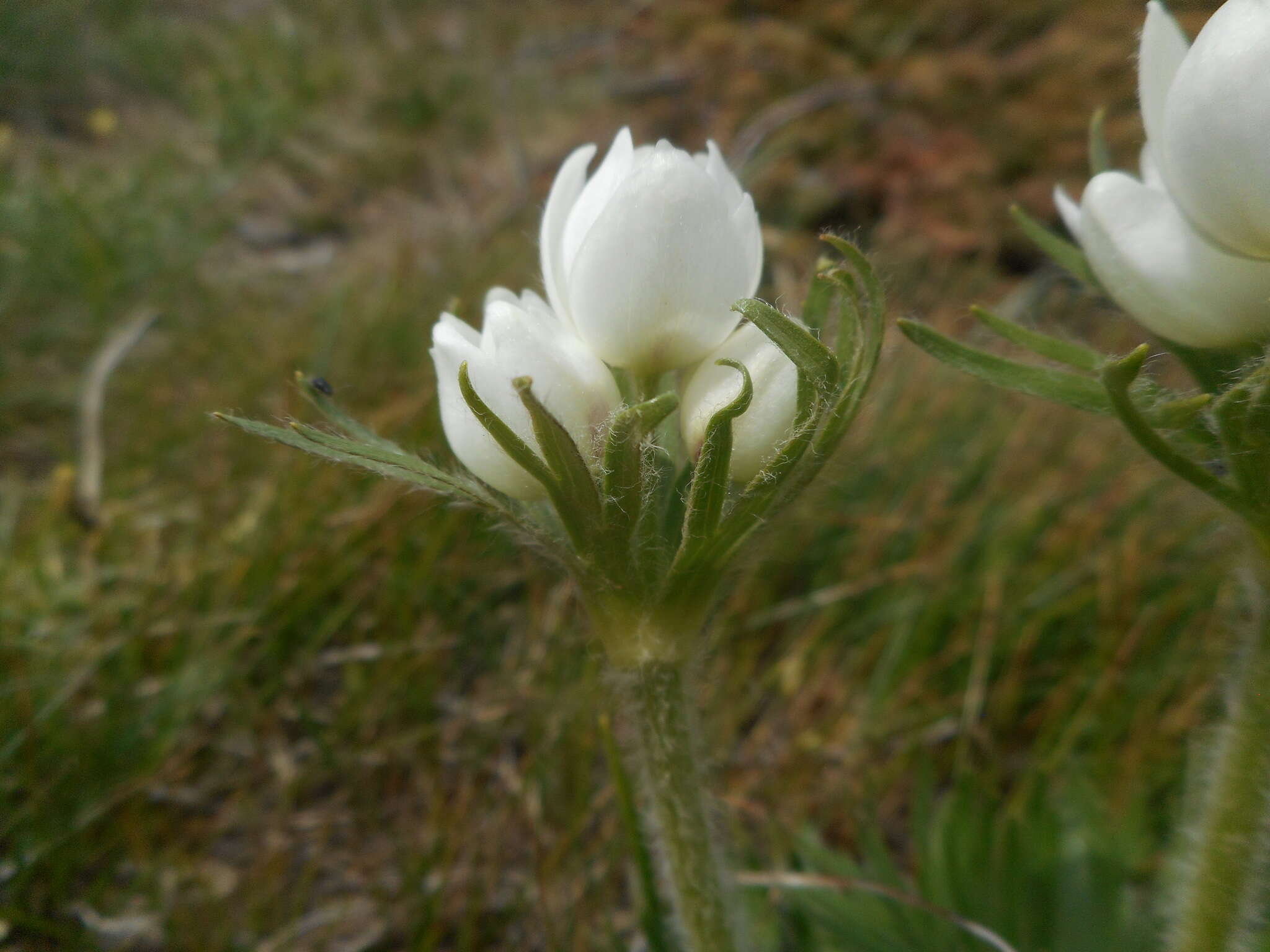 Imagem de Anemonastrum narcissiflorum (L.) Holub