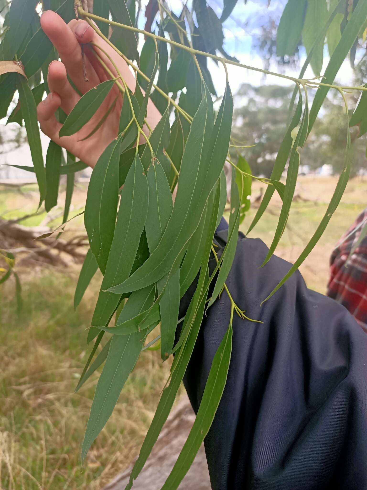 Image of Eucalyptus viminalis subsp. pryoriana (L. A. S. Johnson) M. I. H. Brooker & A. V. Slee