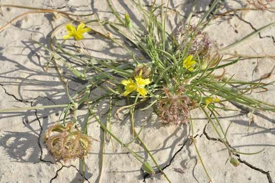 Koelpinia linearis Pall. resmi