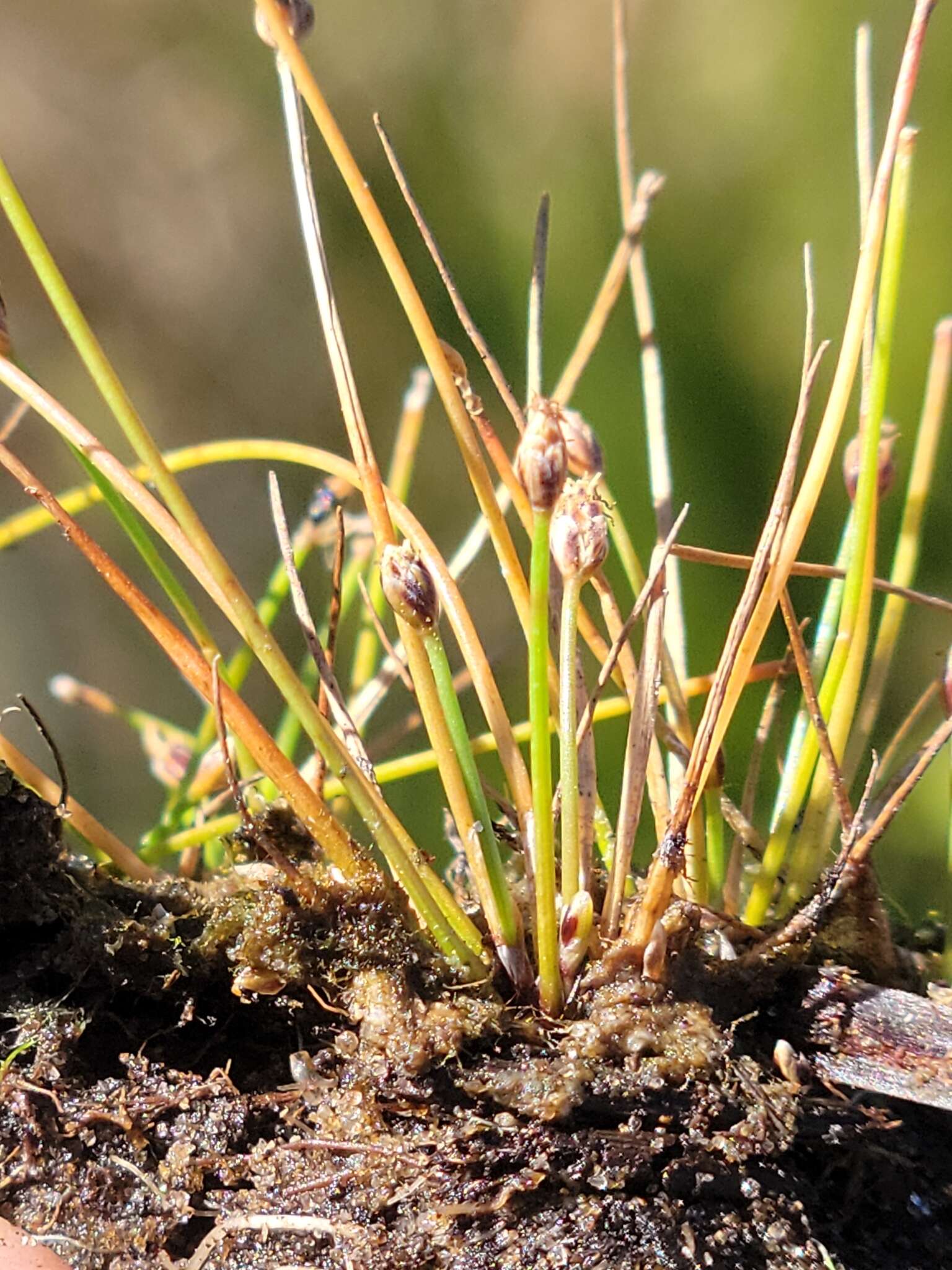 Sivun Eleocharis atropurpurea (Retz.) J. Presl & C. Presl kuva