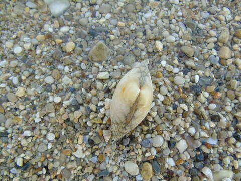 Image of Grooved carpet shell