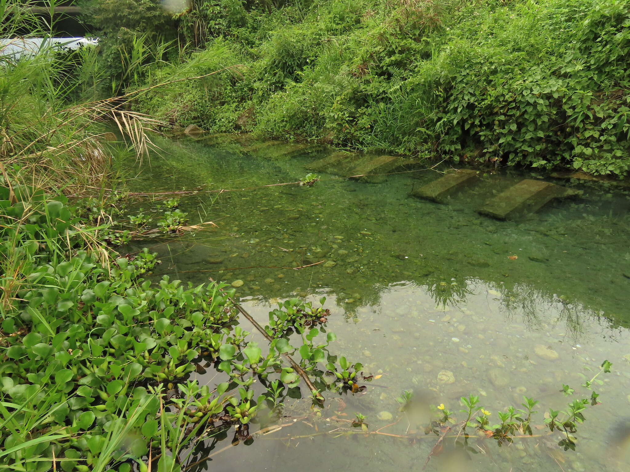 Image of Ludwigia taiwanensis C. I. Peng