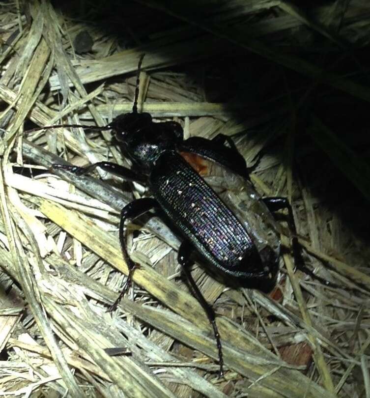 Calosoma (Castrida) sayi Dejean 1826的圖片