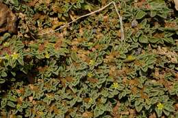 Image of Purslane-leaved aizoon