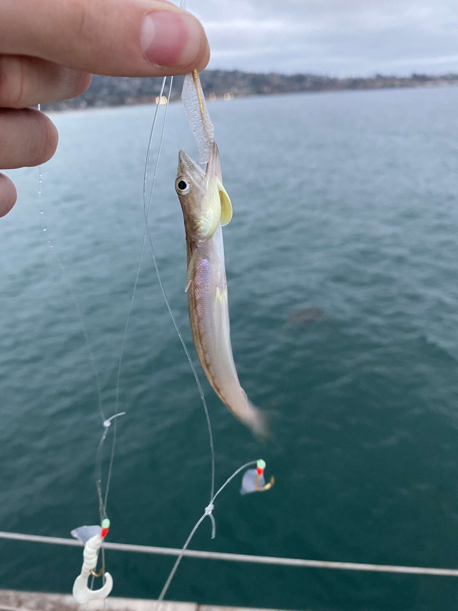 Image of California lizardfish