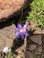 Image of Romulea camerooniana Baker