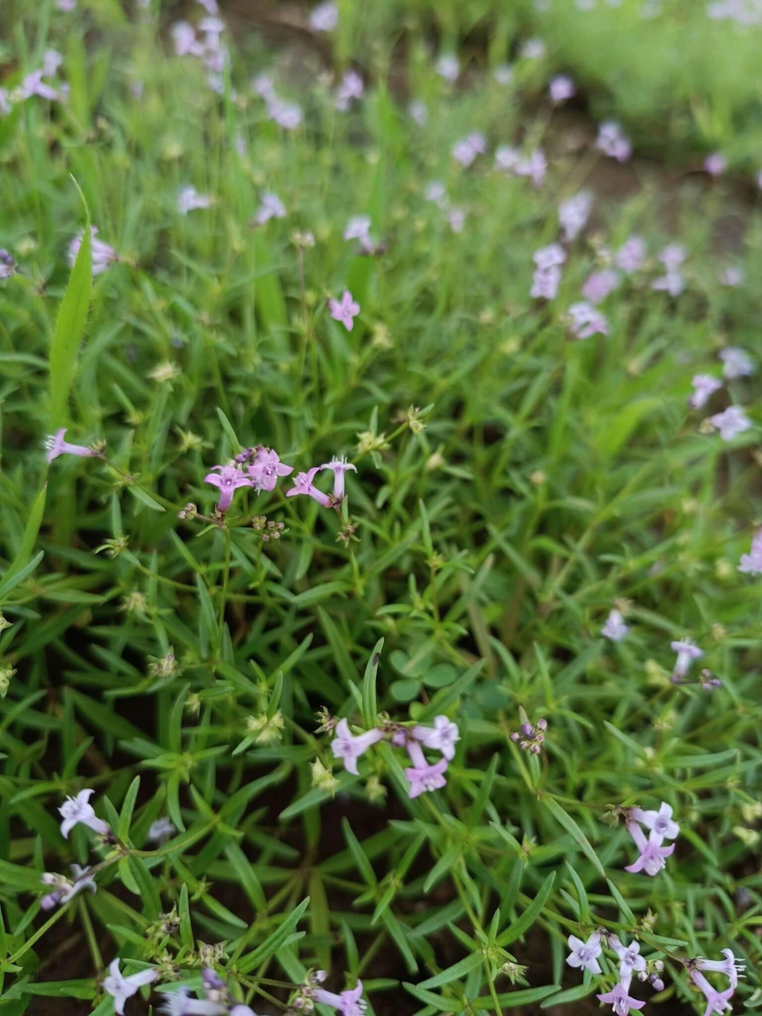 Image of Neanotis subtilis (Miq.) Govaerts ex Punekar & Lakshmin.