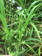 Sivun Phacelia hirsuta Nutt. kuva