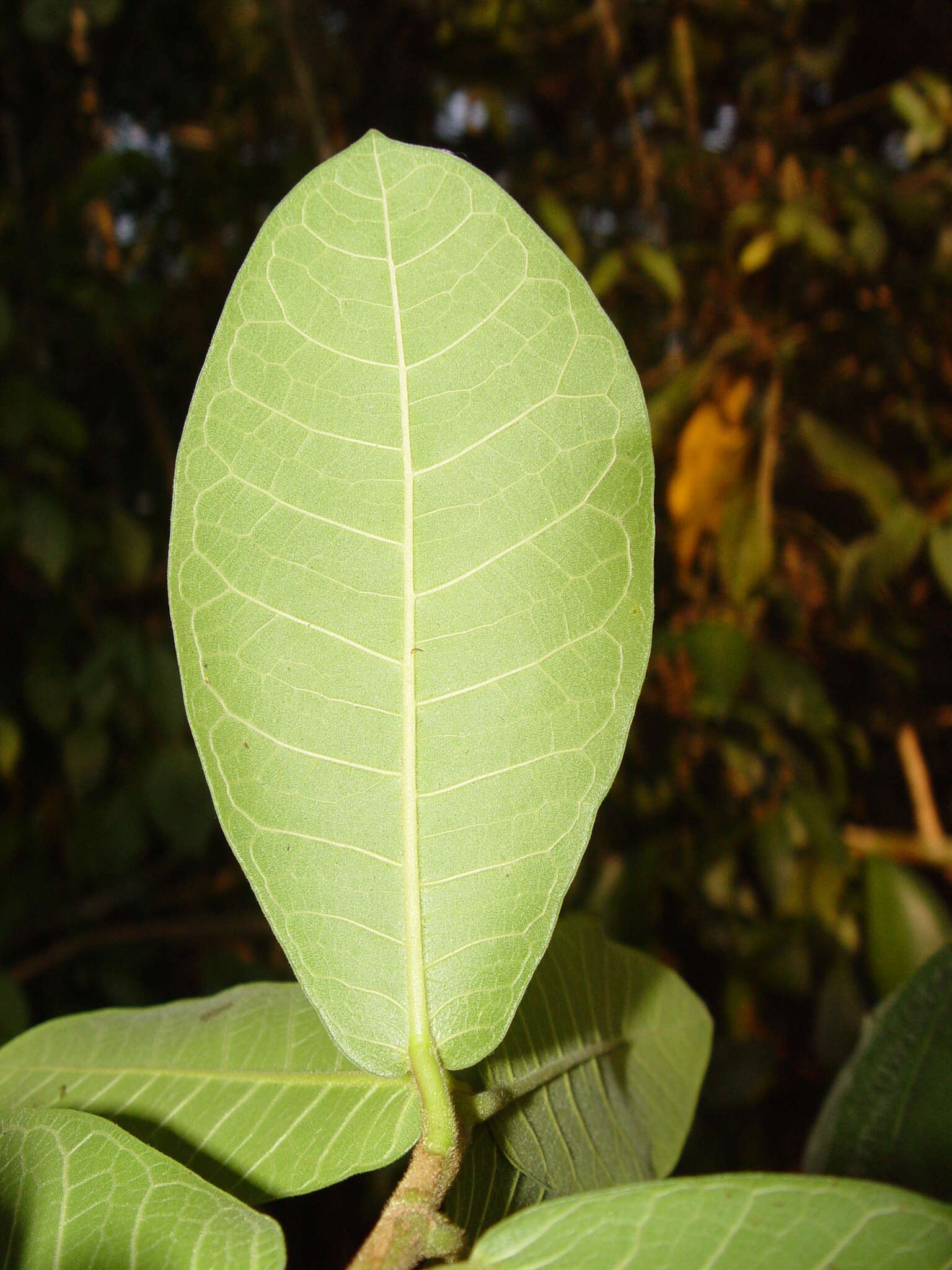 Image of Ficus popenoei Standl.