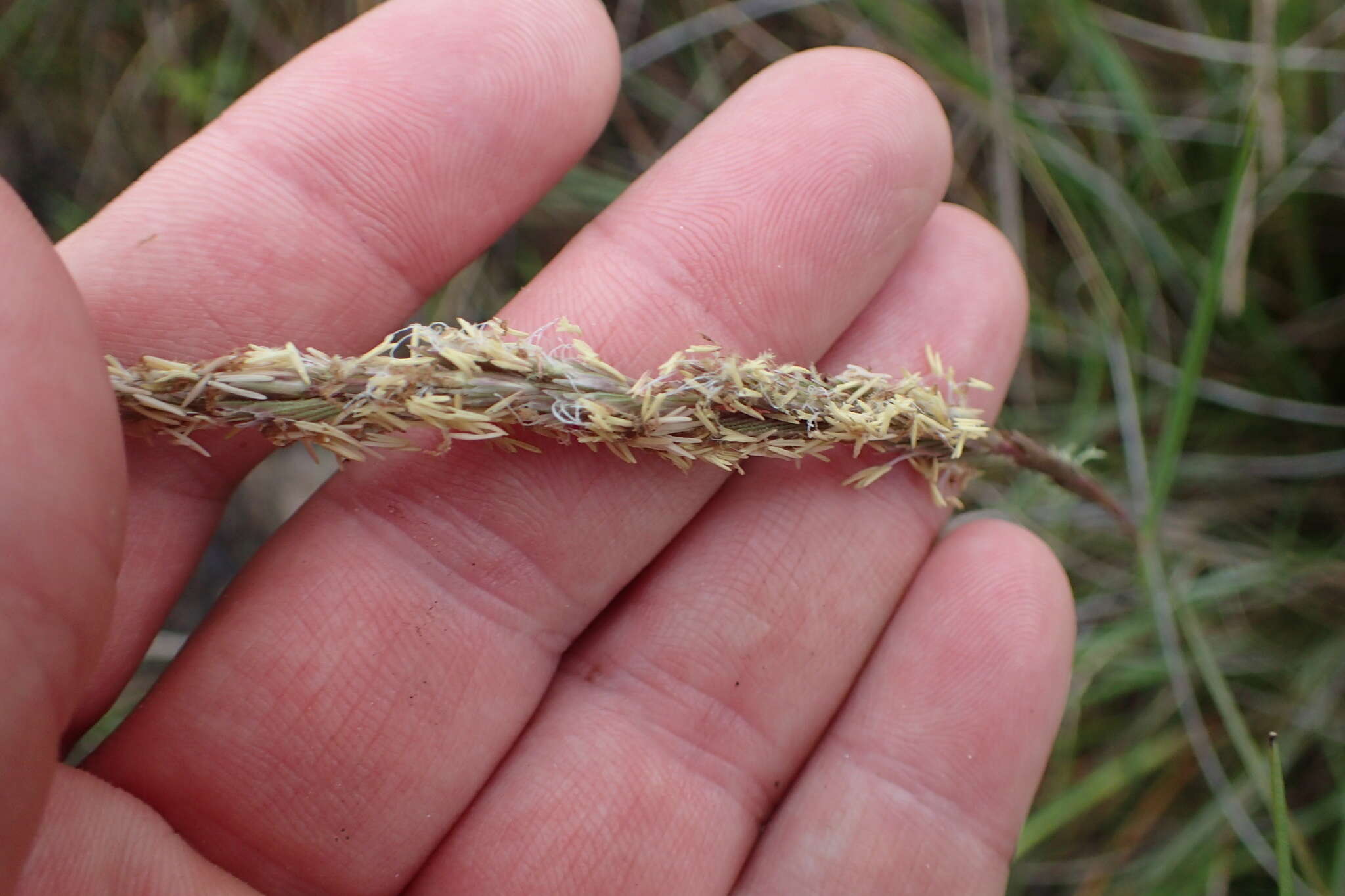 Image of Gulf Cord Grass