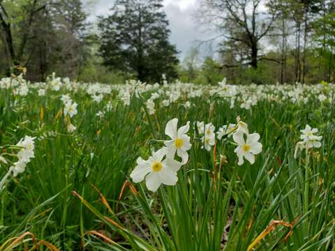 Image de Narcissus medioluteus Mill.