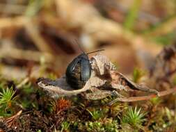 Image of <i>Galeruca laticollis</i>