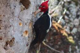 Image of Cream-backed Woodpecker