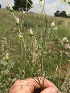 Imagem de Senecio oxyriifolius DC.