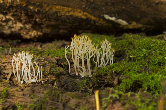 Image de Lentaria epichnoa (Fr.) Corner 1950