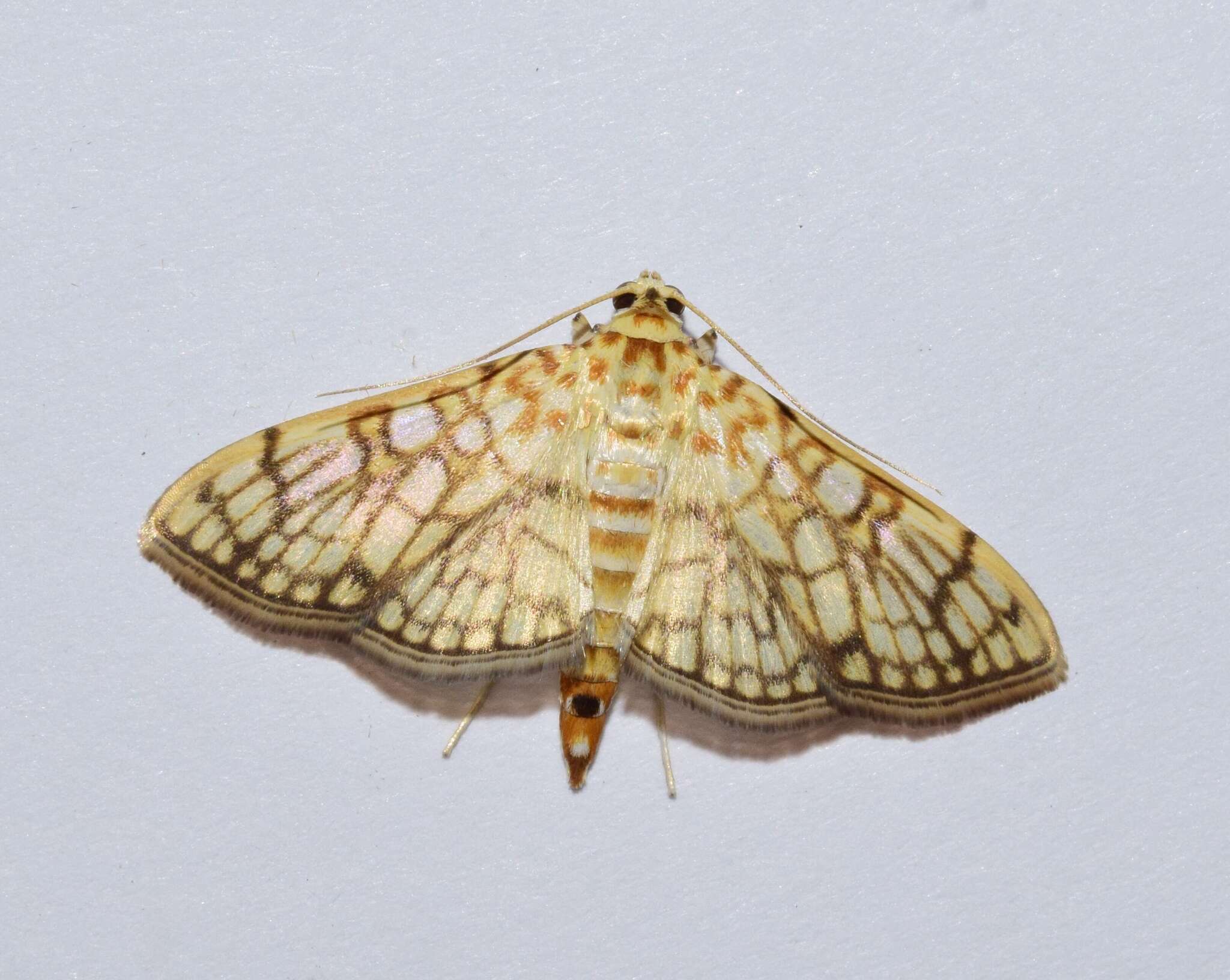 Plancia ëd Haritalodes polycymalis (Hampson 1912)