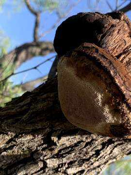 Image of Inocutis texana (Murrill) S. Martínez 2006