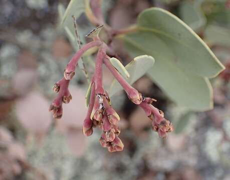 Imagem de Arctostaphylos peninsularis subsp. juarezensis J. E. Keeley