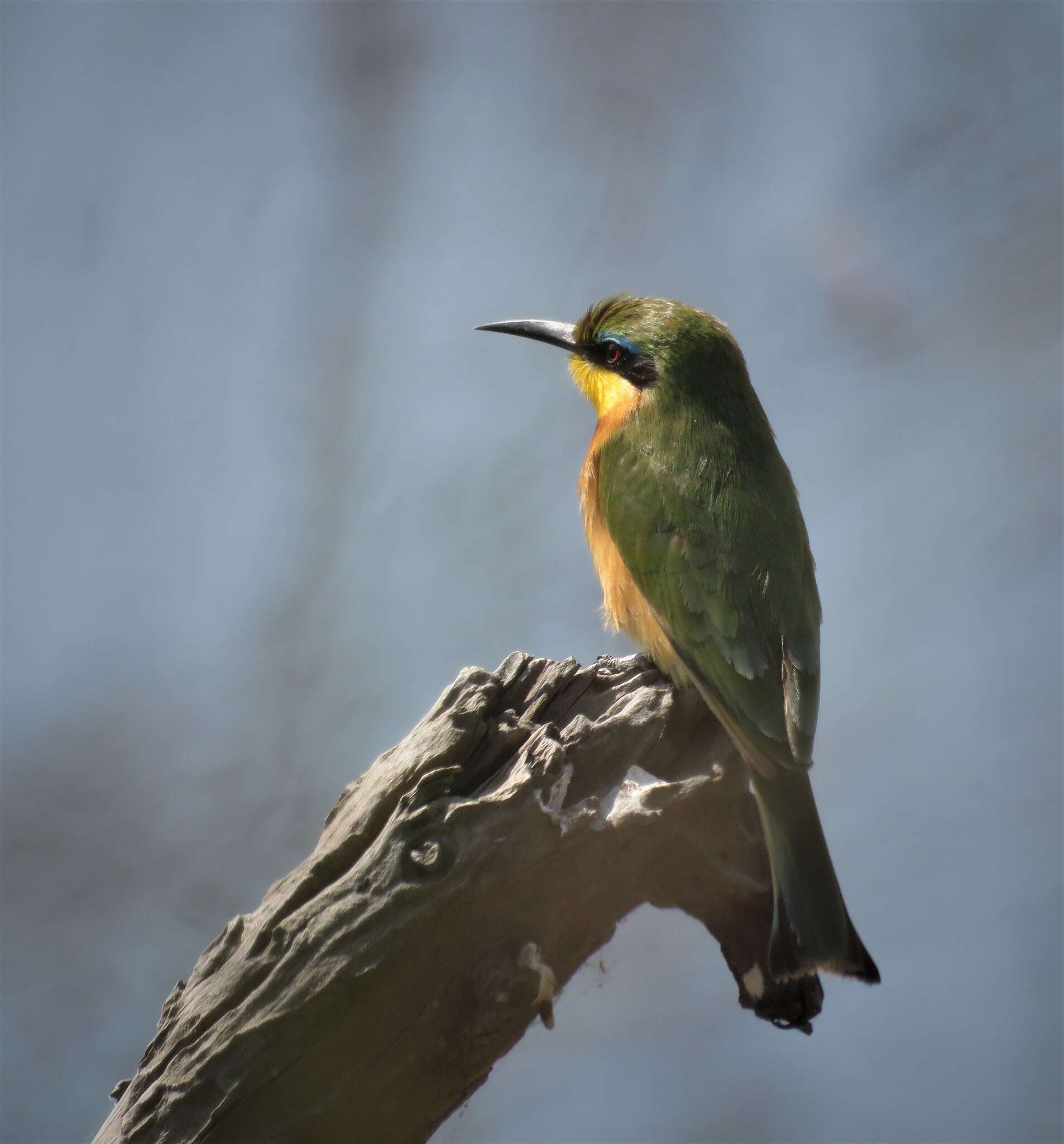 Image de Merops pusillus argutus Clancey 1967