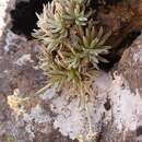 Image of Helichrysum sessile DC.