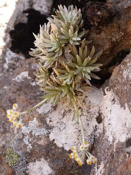 Image of Helichrysum sessile DC.