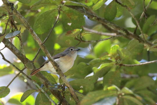 Image of Red-tailed Vangas