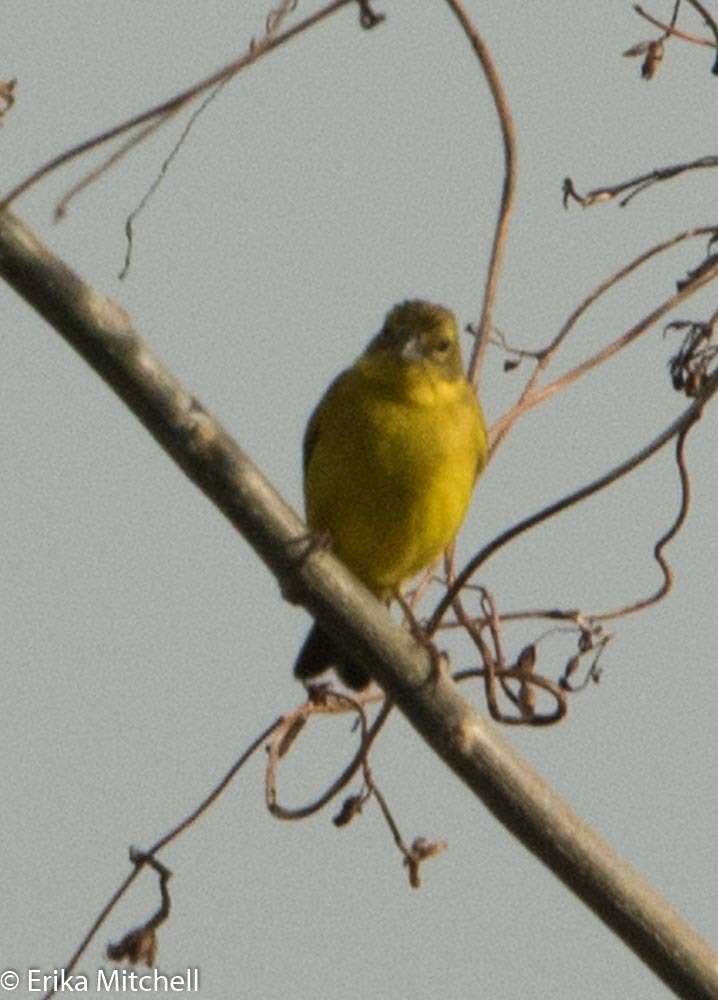 Image of Grassland Yellow Finch