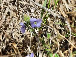 صورة Veronica vendettadeae Albach