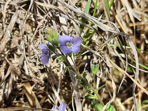 Imagem de Veronica vendettadeae Albach