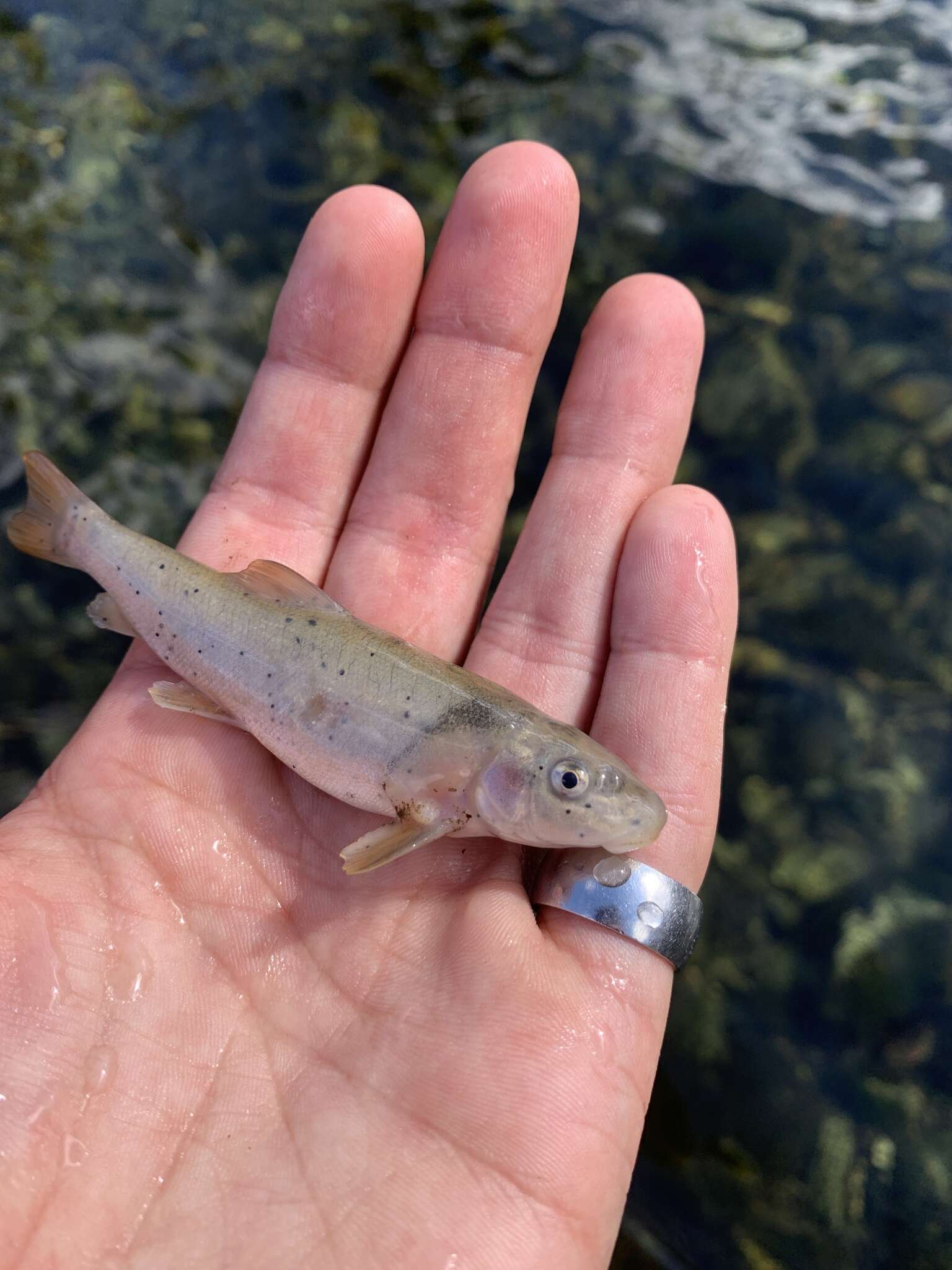 Image of Jenny Creek Sucker